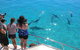 Ningaloo Reef Whale Shark Snorkeling Adventure Apr-July - thumb 4