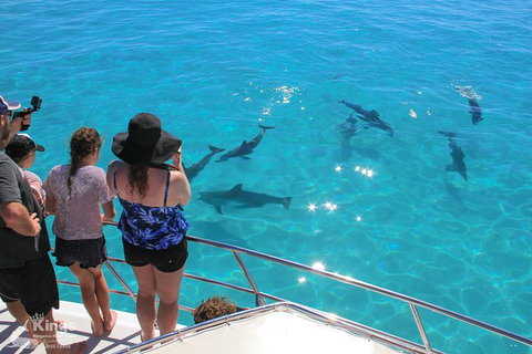 Ningaloo Reef Whale Shark Snorkeling Adventure Apr-July - Kawana Tourism 4