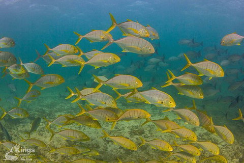 Ningaloo Reef Whale Shark Snorkeling Adventure Apr-July - Kawana Tourism 5