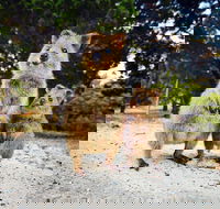 Rottnest Island All-Inclusive Grand Island Tour from Fremantle