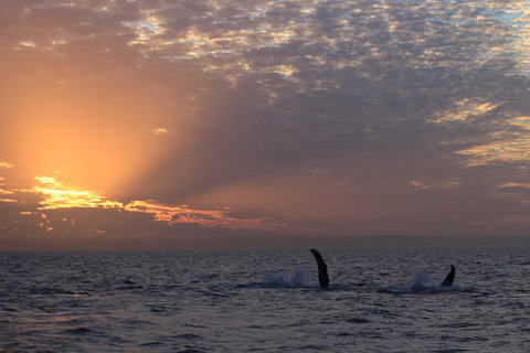Sunset Cruise Wildlife Watching - Kawana Tourism 5