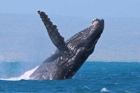 Sunset Cruise Wildlife Watching - Kawana Tourism 2