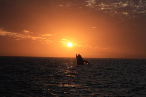 Sunset Cruise Wildlife Watching - Kawana Tourism 4