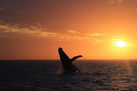 Sunset Cruise Wildlife Watching - Kawana Tourism 3