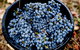 Half Day Yarra Valley Winery Day Trip From Melbourne - thumb 4