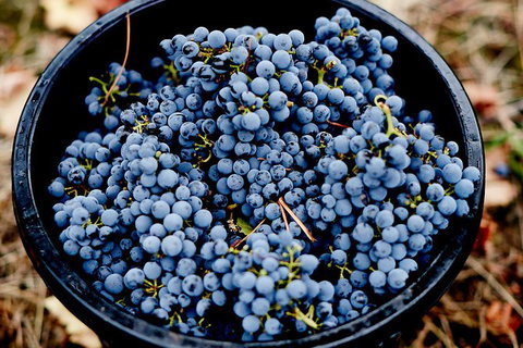 Half Day Yarra Valley Winery Day Trip From Melbourne - Kawana Tourism 4