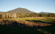 Half Day Yarra Valley Winery Day Trip From Melbourne - thumb 6