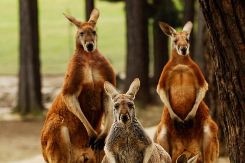 Ballarat And Sovereign Hill Gold Mining Town Day Trip From Melbourne - Kawana Tourism 1