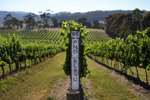 Small Group 6 Guests: Ultimate Yarra Valley Food And Wine - Mercedes Van - Kawana Tourism 8