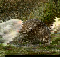 Bruny Island premium private photo-oriented day tour from Hobart - Kawana Tourism