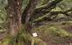 Cradle Mountain National Park Day Tour From Launceston - thumb 16