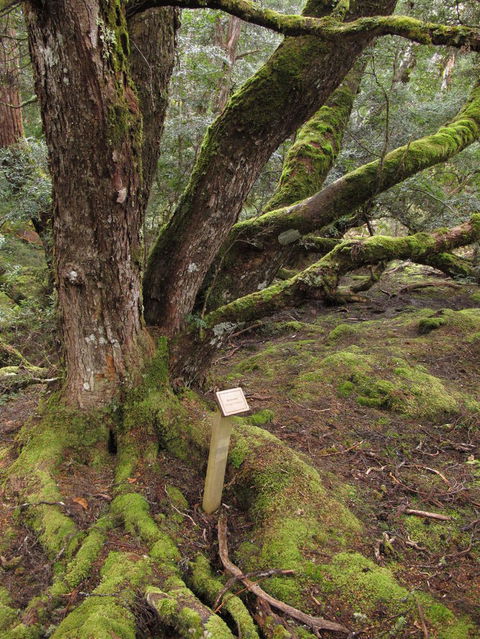 Cradle Mountain National Park Day Tour From Launceston - Kawana Tourism 16