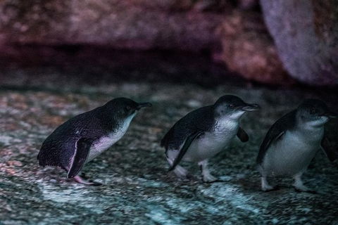 4-Day Tasmania East Coast Adventure From Launceston To Hobart Including Bay Of Fires, Wineglass Bay, Bruny Island And Port Arthu - Kawana Tourism 3