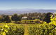 Josef Chromy Wines Winery Tour Including Tasting And Lunch - thumb 5