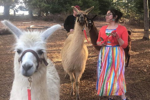 Unguided Family Llama Walk - Kawana Tourism 1