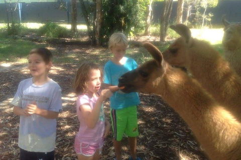 Unguided Family Llama Walk - Kawana Tourism 0