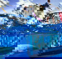 White Shark Tour with Optional Cage Dive from Port Lincoln - Kawana Tourism