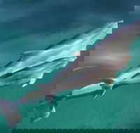 Dolphin Cruise from Adelaide with Optional Dolphin Swim - Kawana Tourism
