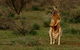 Flinders Ranges & Outback â€“ 3 Day Small Group Eco Safari - thumb 0