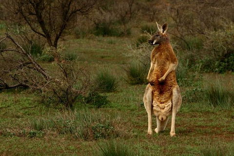 Flinders Ranges & Outback â€“ 3 Day Small Group Eco Safari - Kawana Tourism 0