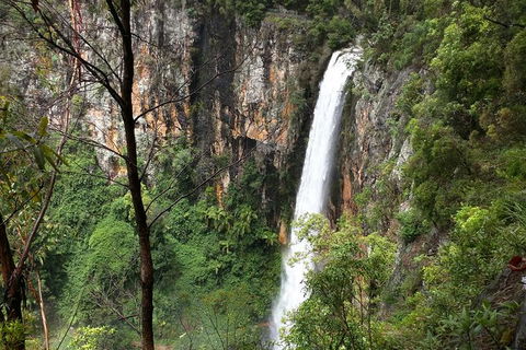 World Heritage Springbrook National Park Tour Including Natural Bridge - Kawana Tourism 1