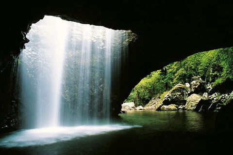 World Heritage Springbrook National Park Tour Including Natural Bridge - Kawana Tourism 2