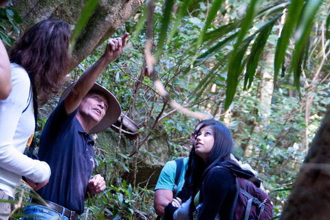 World Heritage Springbrook National Park Tour Including Natural Bridge - Kawana Tourism 7