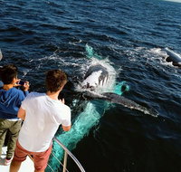 Half-Day Whale Watching and Canal Cruise from Surfers Paradise - Kawana Tourism