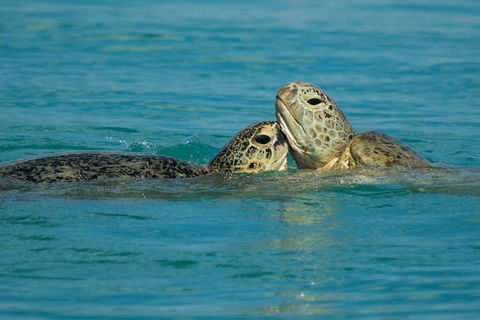 Great Sandy Marine Park Turtle Discovery And Cultural Eco Tour - Kawana Tourism 7