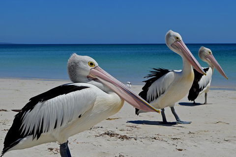 Great Sandy Marine Park Turtle Discovery And Cultural Eco Tour - Kawana Tourism 4