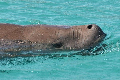 Eco Marine Safari - Boom Netting & Snorkeling Moreton Island - Fortitude Valley - Kawana Tourism 7