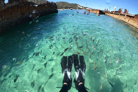 Eco Marine Safari - Boom Netting & Snorkeling Moreton Island - Fortitude Valley - Kawana Tourism 6