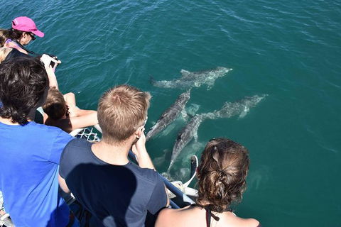 Eco Marine Safari - Boom Netting & Snorkeling Moreton Island - Fortitude Valley - Kawana Tourism 4