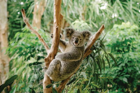 Full-Day Small-Group History And Heritage Tour Of Brisbane City - Kawana Tourism 1