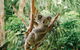 Full-Day Small-Group History And Heritage Tour Of Brisbane City - thumb 5