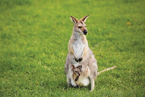 Full-Day Small-Group History And Heritage Tour Of Brisbane City - Kawana Tourism 3