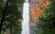 Springbrook Full Day Tour - thumb 1