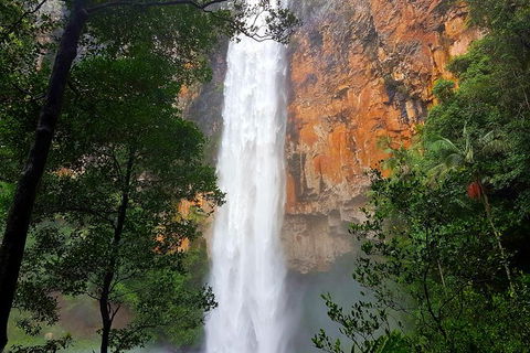 Springbrook Full Day Tour - Kawana Tourism 1
