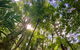 Springbrook Full Day Tour - thumb 11