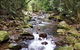 Springbrook Full Day Tour - thumb 5