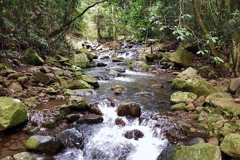 Springbrook Full Day Tour - Kawana Tourism 5