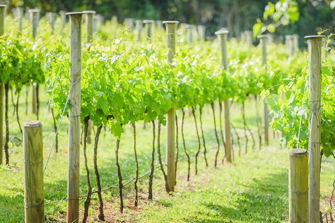 Deluxe Winery Tour To Tamborine Mountain, Includes Gourmet Two Course Lunch - Kawana Tourism 1