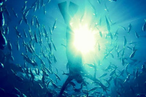 2-Day Whitsundays Sailing Adventure: SV Whitehaven - Kawana Tourism 9