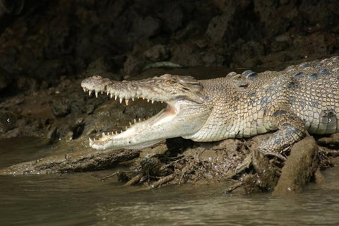Daintree River Cruise - Kawana Tourism 1