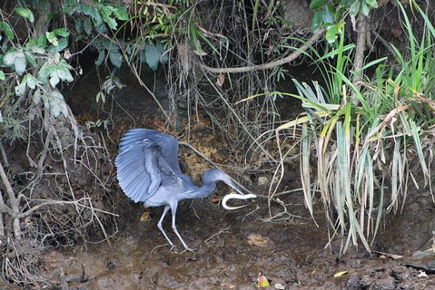 Daintree River Cruise - Kawana Tourism 4