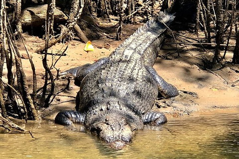 Daintree River Cruise - Kawana Tourism 9