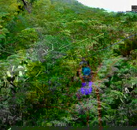 Tamborine Mountain Daily Service Treetop Challenge and Thunderbird Park - Kawana Tourism