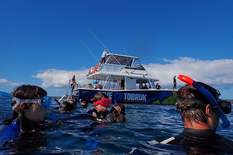 Hervey Bay Whale Swim And Watch - Kawana Tourism 5
