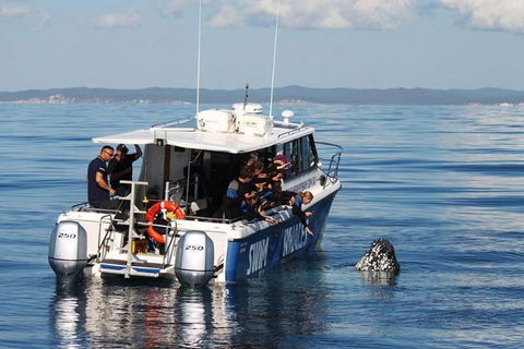 Hervey Bay Whale Swim And Watch - Kawana Tourism 3