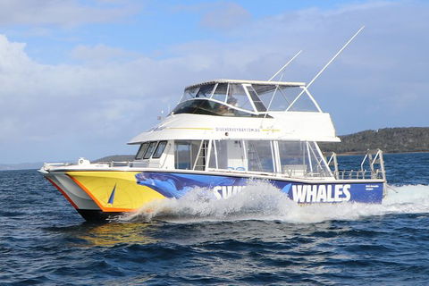 Hervey Bay Whale Swim And Watch - Kawana Tourism 2